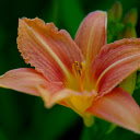 Red lilies  screen for extension Chrome web store in OffiDocs Chromium