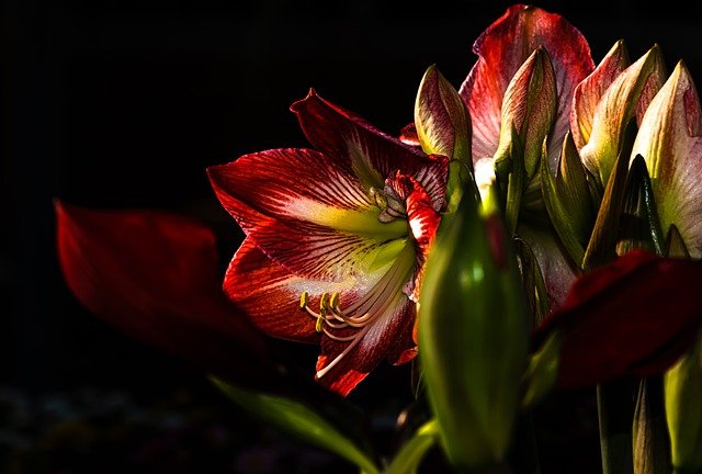 Free graphic red lily red flowers bloom to be edited by GIMP free image editor by OffiDocs