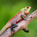 Red lizard  screen for extension Chrome web store in OffiDocs Chromium