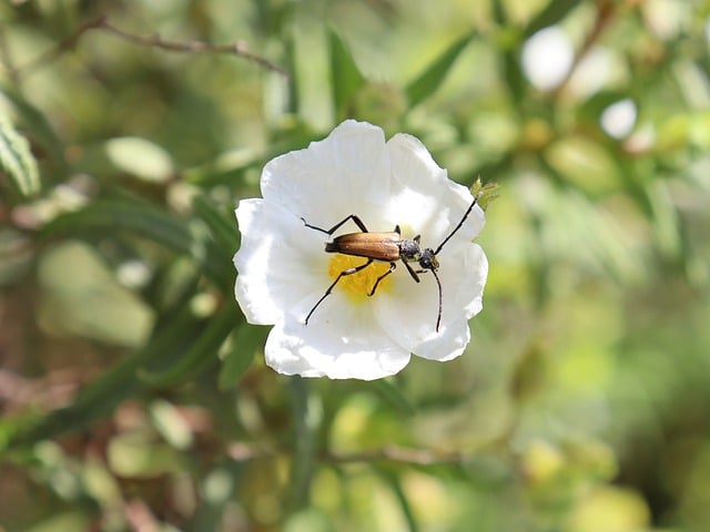 Free download red longhorn beetle beetle flower free picture to be edited with GIMP free online image editor