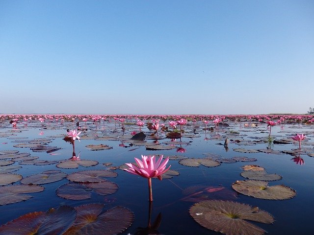 Free download Red Lotus Lake Thailand -  free illustration to be edited with GIMP free online image editor