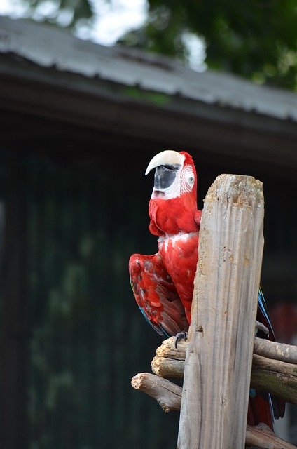 Free download Red Macaw Parrot -  free photo or picture to be edited with GIMP online image editor