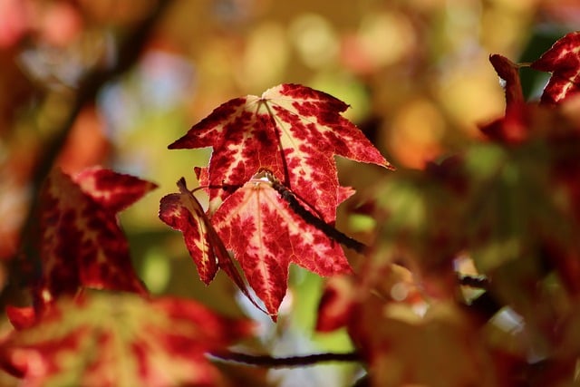 Free download red maple maple autumn leaves free picture to be edited with GIMP free online image editor