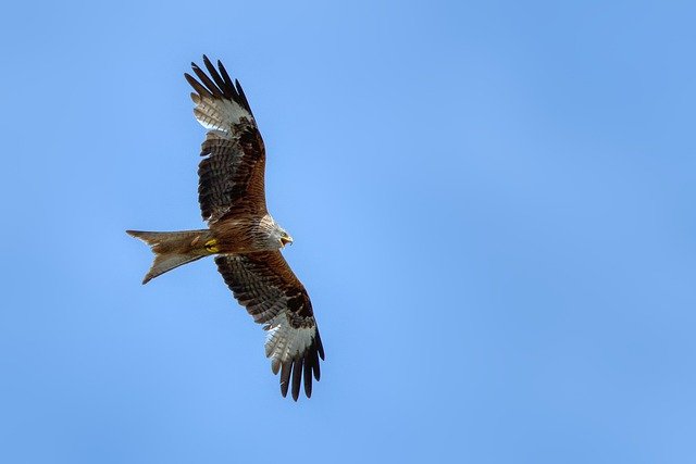 Free download red milan red kite birds of prey free picture to be edited with GIMP free online image editor