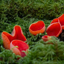 Red Mushrooms  screen for extension Chrome web store in OffiDocs Chromium