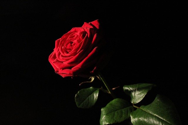 تنزيل Red-Naomi Red Rose مجانًا - صورة مجانية أو صورة ليتم تحريرها باستخدام محرر الصور عبر الإنترنت GIMP