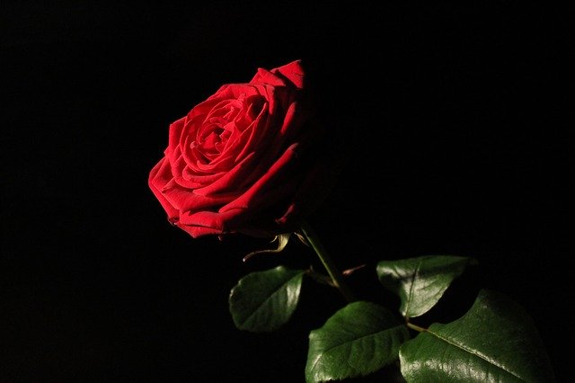 دانلود رایگان Red-Naomi Red Rose - عکس یا تصویر رایگان قابل ویرایش با ویرایشگر تصویر آنلاین GIMP