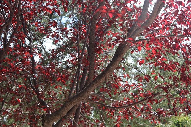 Скачать бесплатно Red Nature Colorful - бесплатное фото или изображение для редактирования с помощью онлайн-редактора изображений GIMP