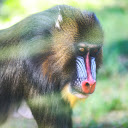 Red Nosed Monkey  screen for extension Chrome web store in OffiDocs Chromium