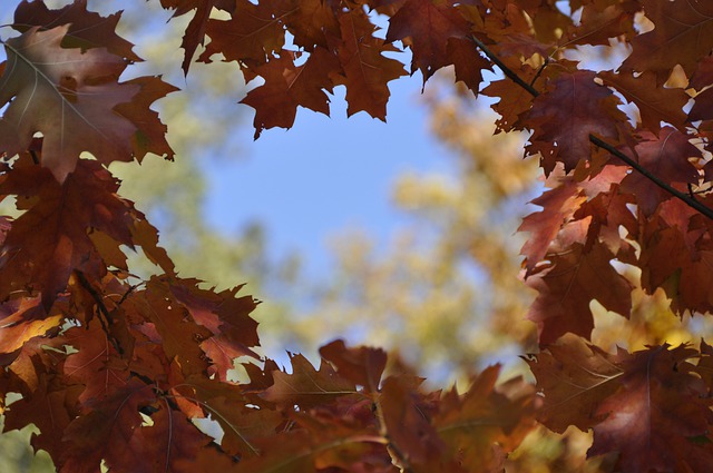 Free download red oak fall leaves forest autumn free picture to be edited with GIMP free online image editor