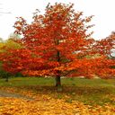 red oak tree wallpaper  screen for extension Chrome web store in OffiDocs Chromium
