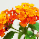 Red Orange Flower Branch  screen for extension Chrome web store in OffiDocs Chromium