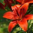 Red orange lilies  screen for extension Chrome web store in OffiDocs Chromium