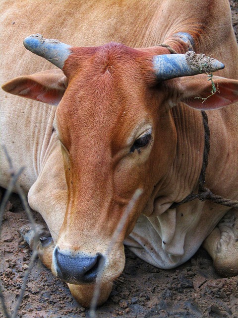 دانلود رایگان عکس حیوان پستاندار شاخ گاو گاو قرمز برای ویرایش با ویرایشگر تصویر آنلاین رایگان GIMP