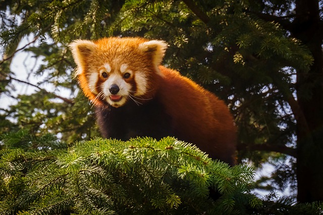 Free download red panda ailurus fulgens china free picture to be edited with GIMP free online image editor