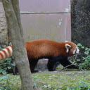 Red panda and striped tail.  screen for extension Chrome web store in OffiDocs Chromium