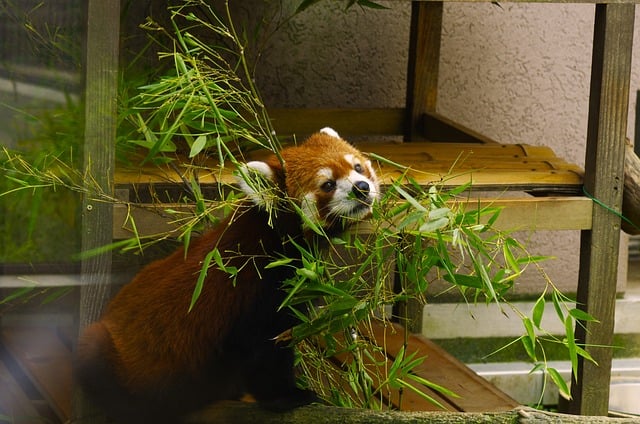 Free download red panda bamboo zoo animal cute free picture to be edited with GIMP free online image editor