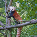 Red panda eats leaves  screen for extension Chrome web store in OffiDocs Chromium