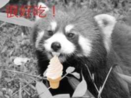 Free download red panda ice cream free photo or picture to be edited with GIMP online image editor