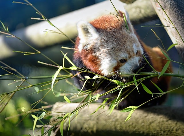 Free download red panda lesser panda wildlife free picture to be edited with GIMP free online image editor