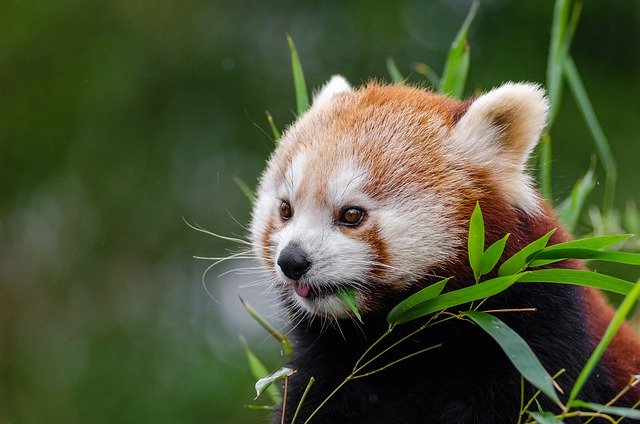 Free download red panda little panda bamboo free picture to be edited with GIMP free online image editor