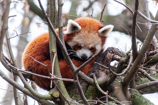 Bezpłatne pobieranie czerwonej pandy, małej pandy, misia, darmowego zdjęcia zwierząt, które można edytować za pomocą bezpłatnego edytora obrazów online GIMP