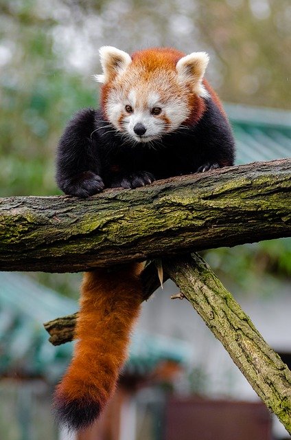 Scarica gratuitamente un'immagine gratuita di panda rosso panda carino di bambù da modificare con l'editor di immagini online gratuito GIMP