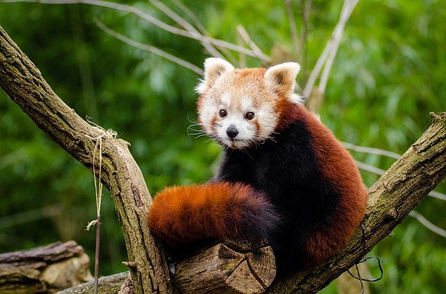 Free download red panda little panda cute curious free picture to be edited with GIMP free online image editor