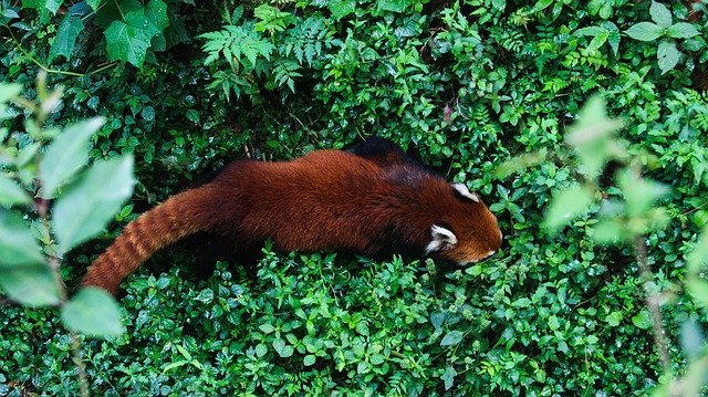 دانلود رایگان Red Panda Mammal - عکس یا تصویر رایگان قابل ویرایش با ویرایشگر تصویر آنلاین GIMP