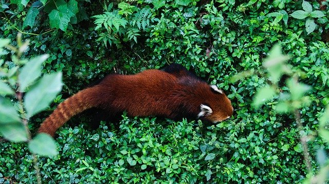 Unduh gratis Red Panda Mamalia - foto atau gambar gratis untuk diedit dengan editor gambar online GIMP