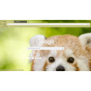 Red pandas  screen for extension Chrome web store in OffiDocs Chromium