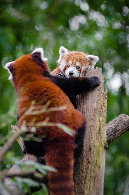 Free download red pandas encounter couple cute free picture to be edited with GIMP free online image editor