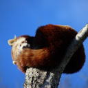 Red Panda Sleeping  screen for extension Chrome web store in OffiDocs Chromium