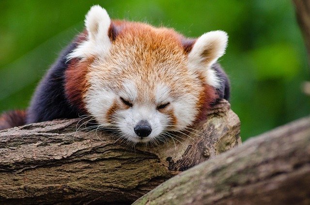 Free download red panda sleeps rest cute free picture to be edited with GIMP free online image editor