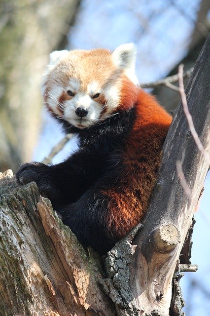 Free download Red Panda Tree Animal -  free photo or picture to be edited with GIMP online image editor