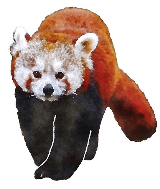 Free download Red Panda Watercolor Animal -  free illustration to be edited with GIMP free online image editor