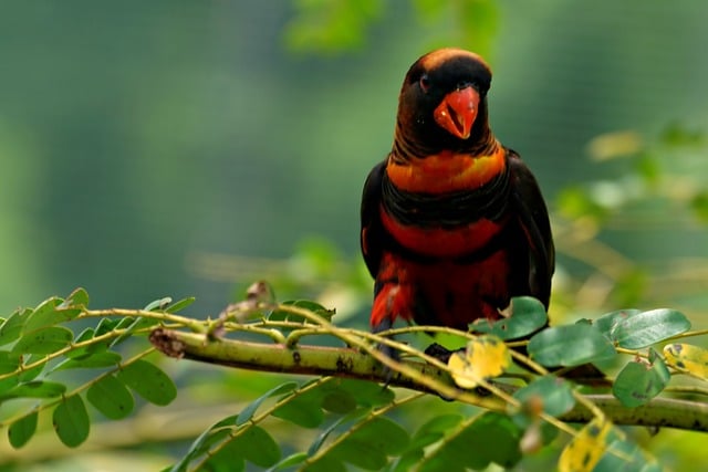 Free download red parrot bird animal avian free picture to be edited with GIMP free online image editor