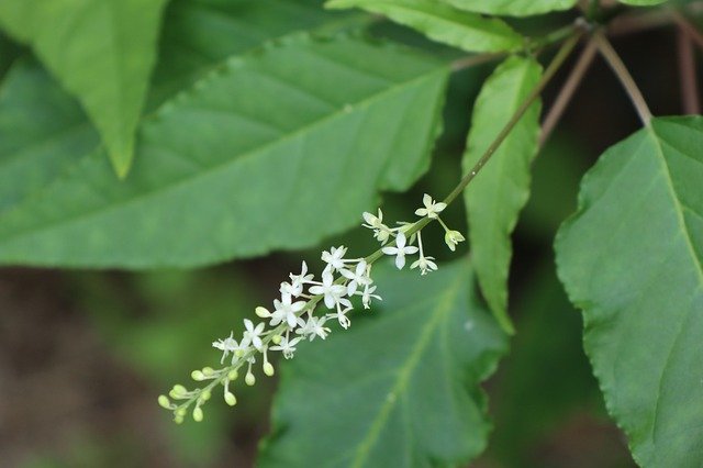 ດາວ​ໂຫຼດ​ຟຣີ Red Pearl Flower Forest Green - ຮູບ​ພາບ​ຟຣີ​ຫຼື​ຮູບ​ພາບ​ທີ່​ຈະ​ໄດ້​ຮັບ​ການ​ແກ້​ໄຂ​ກັບ GIMP ອອນ​ໄລ​ນ​໌​ບັນ​ນາ​ທິ​ການ​ຮູບ​ພາບ​