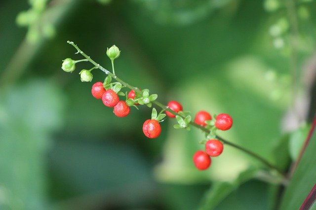 Free download Red Pearl Fruit Round Tiny -  free photo or picture to be edited with GIMP online image editor