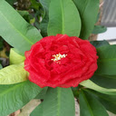Red peony wallpaper  screen for extension Chrome web store in OffiDocs Chromium