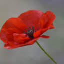 Red petaled flower  screen for extension Chrome web store in OffiDocs Chromium