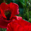 Red petal flower  screen for extension Chrome web store in OffiDocs Chromium