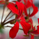 Red Petals  screen for extension Chrome web store in OffiDocs Chromium