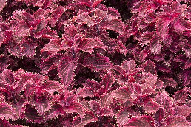 Muat turun percuma Red Plants Violet - foto atau gambar percuma untuk diedit dengan editor imej dalam talian GIMP