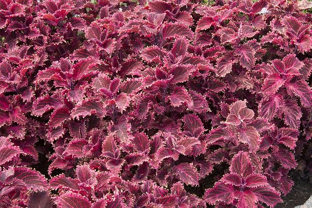 Red Plants Violet Leaf'i ücretsiz indirin - GIMP çevrimiçi resim düzenleyici ile düzenlenecek ücretsiz fotoğraf veya resim