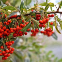 Red plum tree  screen for extension Chrome web store in OffiDocs Chromium
