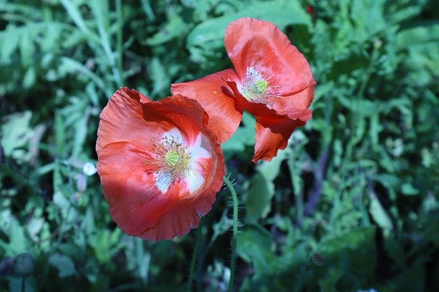 Descarga gratuita Red Poppy Flower - foto o imagen gratuita para editar con el editor de imágenes en línea GIMP