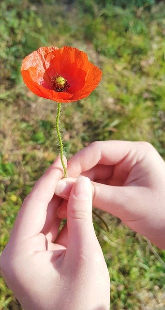 Free download Red Poppy Hands -  free photo or picture to be edited with GIMP online image editor