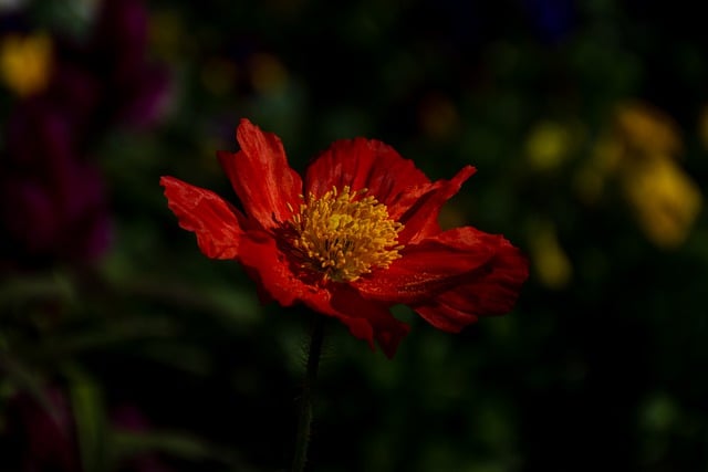 Free download red poppy poppy flower bloom free picture to be edited with GIMP free online image editor