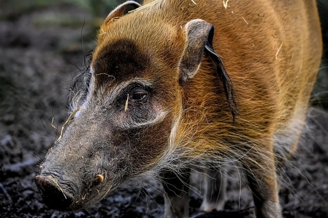 Free download red river hog hog pig mammal free picture to be edited with GIMP free online image editor